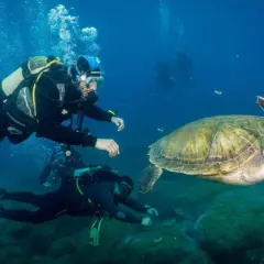 Buceo en la playa de los Muertos, donde buzos observan una tortuga marina nadando en aguas cristalinas.