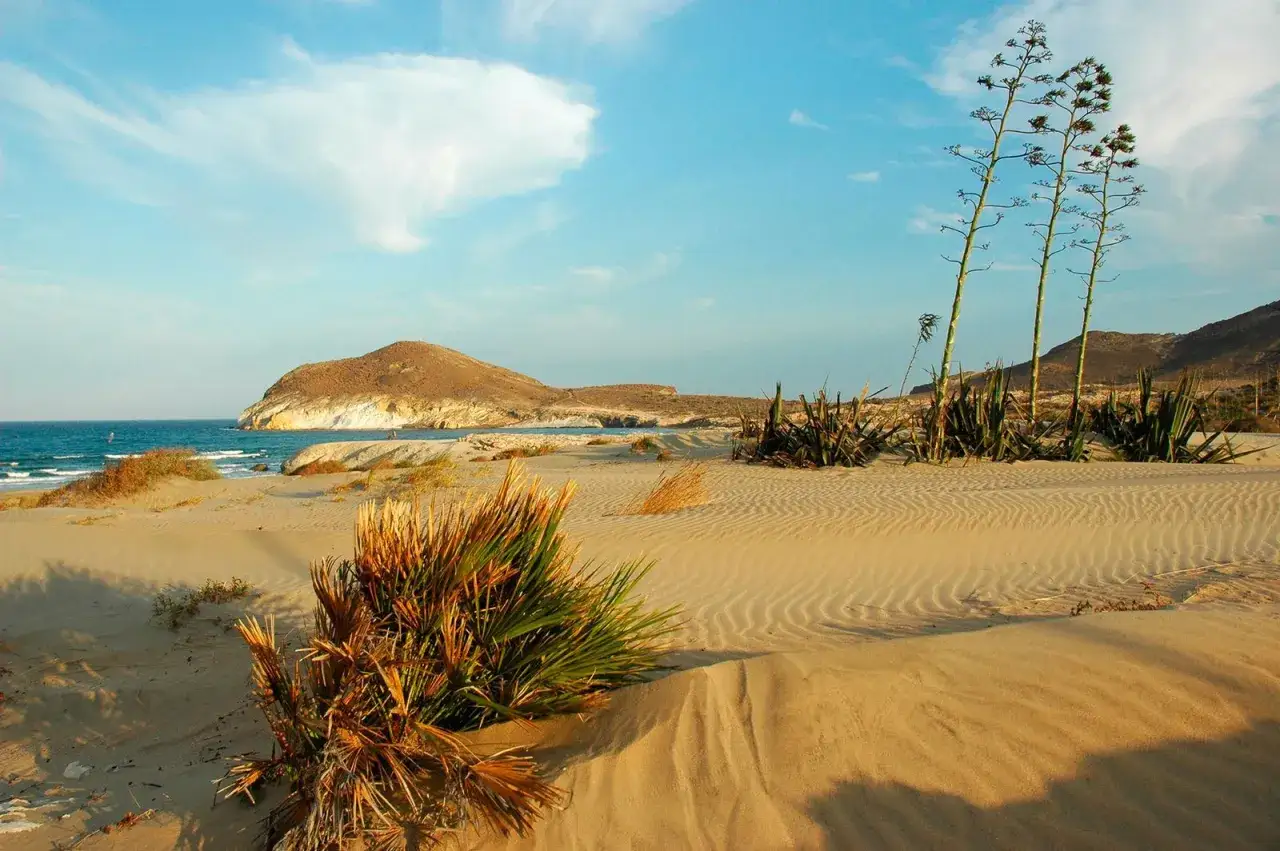 Arena dorada y dunas onduladas en la playa de los Genoveses, con el mar azul al fondo y vegetación desértica.